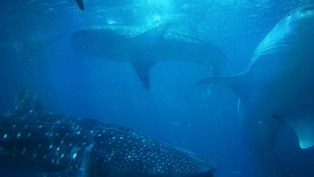 欧斯陆看鲸鲨